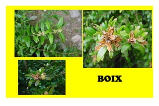 BOIX