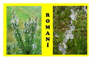 R OMANÍ