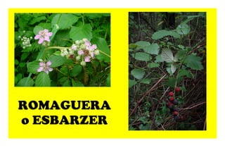 ROMAGUERA o ESBARZER