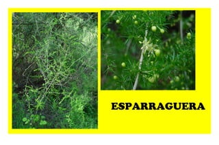 ESPARRAGUERA