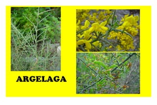 ARGELAGA