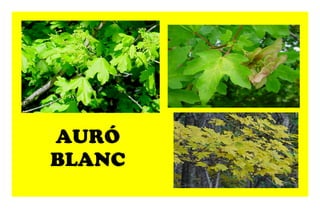 AURÓ BLANC