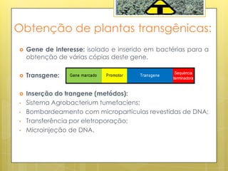 Obtenção de plantas transgênicas:
 Gene de interesse: isolado e inserido em bactérias para a
obtenção de várias cópias deste gene.
 Transgene:
 Inserção do trangene (metódos):
• Sistema Agrobacterium tumefaciens;
• Bombardeamento com micropartículas revestidas de DNA;
• Transferência por eletroporação;
• Microinjeção de DNA.
 