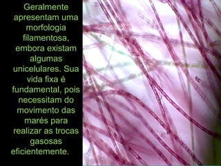 Geralmente
apresentam uma
morfologia
filamentosa,
embora existam
algumas
unicelulares. Sua
vida fixa é
fundamental, pois
necessitam do
movimento das
marés para
realizar as trocas
gasosas
eficientemente.
 