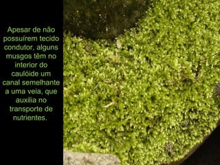 Apesar de não
possuírem tecido
condutor, alguns
musgos têm no
interior do
caulóide um
canal semelhante
a uma veia, que
auxilia no
transporte de
nutrientes.
 