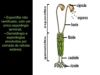 • Esporófito não
ramificado, com um
único esporângio
terminal;
• Gametângio e
esporângios
envolvidos por
camada de células
estéreis.
 