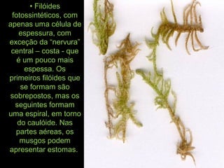 • Filóides
fotossintéticos, com
apenas uma célula de
espessura, com
exceção da “nervura”
central – costa - que
é um pouco mais
espessa. Os
primeiros filóides que
se formam são
sobrepostos, mas os
seguintes formam
uma espiral, em torno
do caulóide. Nas
partes aéreas, os
musgos podem
apresentar estomas.
 