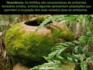 Ocorrência: As briófitas são características de ambientes
terrestres úmidos, embora algumas apresentem adaptações que
permitem a ocupação dos mais variados tipos de ambientes,
 