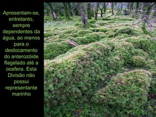 Apresentam-se,
entretanto,
sempre
dependentes da
água, ao menos
para o
deslocamento
do anterozóide
flagelado até a
oosfera. Esta
Divisão não
possui
representante
marinho
 