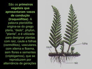 São os primeiros
vegetais que
apresentaram vasos
de condução
(traqueófitas). A
palavra pteridófita
origina-se do grego
pteris, “dedo", phyton,
"planta", e é utilizada
para designar plantas
com raiz, caule e folhas
(cormófitos), vasculares,
com xilema e floema,
sem flores e sementes
(criptógamos), que se
reproduzem por
alternância de gerações
 