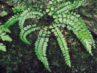 Pteridophyta
 