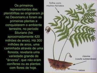 Os primeiros
representantes das
pteridófitas se originaram já
no Devoniano e foram as
primeiras plantas a
conquistarem o ambiente
terrestre, no período
Siluriano (há
aproximadamente 420
milhões de anos). Há 300
milhões de anos, uma
caminhada através de uma
floresta, revelaria uma
variedade grande de
"árvores", que não eram
coníferas ou as plantas
com flores de hoje.
 