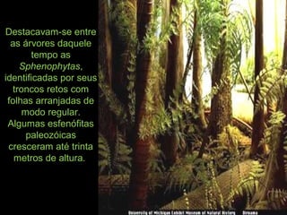 Destacavam-se entre
as árvores daquele
tempo as
Sphenophytas,
identificadas por seus
troncos retos com
folhas arranjadas de
modo regular.
Algumas esfenófitas
paleozóicas
cresceram até trinta
metros de altura.
 