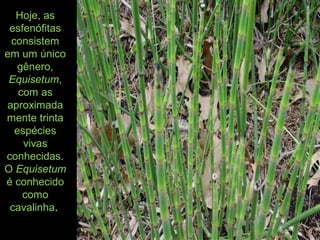 Hoje, as
esfenófitas
consistem
em um único
gênero,
Equisetum,
com as
aproximada
mente trinta
espécies
vivas
conhecidas.
O Equisetum
é conhecido
como
cavalinha.
 