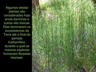 Algumas destas
plantas são
consideradas hoje
ervas daninhas e
outras são tóxicas.
Elas dominaram os
ecossistemas da
Terra até o final do
período
Carbonífero,
durante o qual as
maiores espécies
formavam florestas
imensas.
 