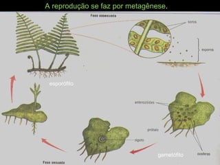 A reprodução se faz por metagênese.
esporófito
gametófito
 
