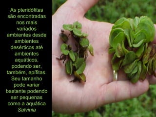 As pteridófitas
são encontradas
nos mais
variados
ambientes desde
ambientes
desérticos até
ambientes
aquáticos,
podendo ser,
também, epífitas.
Seu tamanho
pode variar
bastante podendo
ser pequenas
como a aquática
Salvinia
 