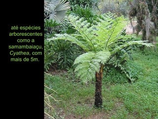 até espécies
arborescentes
como a
samambaiaçu,
Cyathea, com
mais de 5m.
 