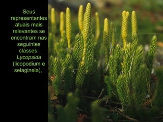 Seus
representantes
atuais mais
relevantes se
encontram nas
seguintes
classes:
Lycopsida
(licopodium e
selaginela),
 