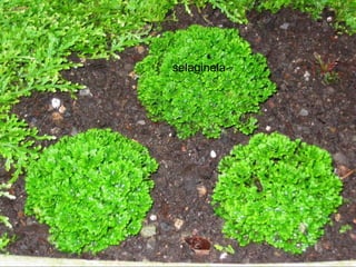 selaginela
 