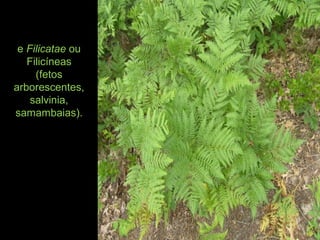 e Filicatae ou
Filicíneas
(fetos
arborescentes,
salvinia,
samambaias).
 