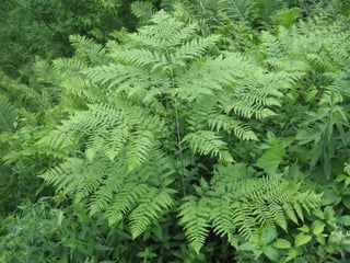 Vegetais intermediarios