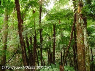 Vegetais intermediarios