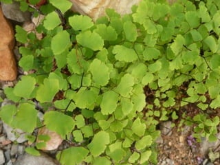 Vegetais intermediarios