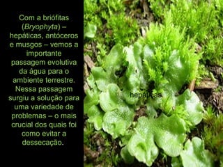 Com a briófitas
(Bryophyta) –
hepáticas, antóceros
e musgos – vemos a
importante
passagem evolutiva
da água para o
ambiente terrestre.
Nessa passagem
surgiu a solução para
uma variedade de
problemas – o mais
crucial dos quais foi
como evitar a
dessecação.
hepáticas
 