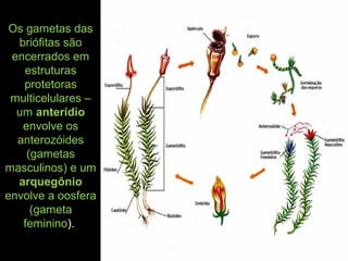 Os gametas das
briófitas são
encerrados em
estruturas
protetoras
multicelulares –
um anterídio
envolve os
anterozóides
(gametas
masculinos) e um
arquegônio
envolve a oosfera
(gameta
feminino).
 