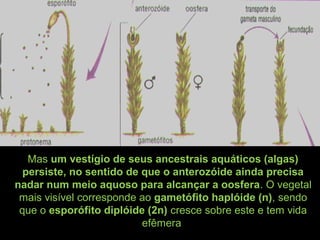 Mas um vestígio de seus ancestrais aquáticos (algas)
persiste, no sentido de que o anterozóide ainda precisa
nadar num meio aquoso para alcançar a oosfera. O vegetal
mais visível corresponde ao gametófito haplóide (n), sendo
que o esporófito diplóide (2n) cresce sobre este e tem vida
efêmera
 