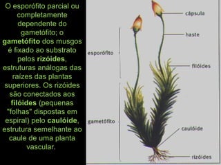 O esporófito parcial ou
completamente
dependente do
gametófito; o
gametófito dos musgos
é fixado ao substrato
pelos rizóides,
estruturas análogas das
raízes das plantas
superiores. Os rizóides
são conectados aos
filóides (pequenas
"folhas" dispostas em
espiral) pelo caulóide,
estrutura semelhante ao
caule de uma planta
vascular.
 