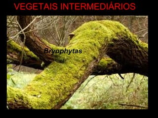 VEGETAIS INTERMEDIÁRIOS
Bryophytas
 