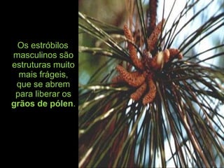 Os estróbilos
masculinos são
estruturas muito
mais frágeis,
que se abrem
para liberar os
grãos de pólen.
 