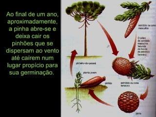 Ao final de um ano,
aproximadamente,
a pinha abre-se e
deixa cair os
pinhões que se
dispersam ao vento
até caírem num
lugar propício para
sua germinação.
 