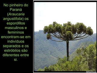 No pinheiro do
Paraná
(Araucaria
angustifolia) os
esporófilos
masculinos e
femininos
encontram-se em
indivíduos
separados e os
estróbilos são
diferentes entre
si.
 