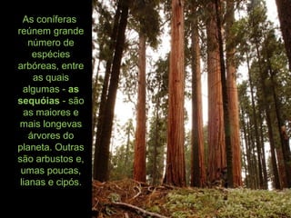 As coníferas
reúnem grande
número de
espécies
arbóreas, entre
as quais
algumas - as
sequóias - são
as maiores e
mais longevas
árvores do
planeta. Outras
são arbustos e,
umas poucas,
lianas e cipós.
 