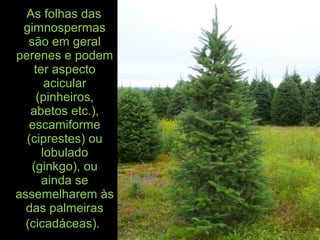 As folhas das
gimnospermas
são em geral
perenes e podem
ter aspecto
acicular
(pinheiros,
abetos etc.),
escamiforme
(ciprestes) ou
lobulado
(ginkgo), ou
ainda se
assemelharem às
das palmeiras
(cicadáceas).
 