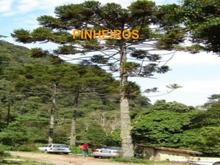 PINHEIR
OS
PINHEIROS
 