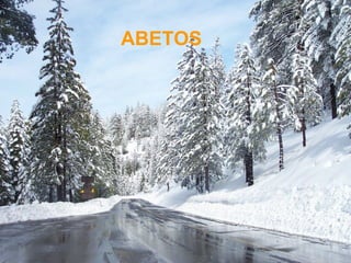 ABETOS
ABETOS
 