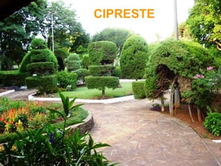 CIPRESTE
 