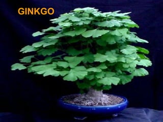 GINKGO
 