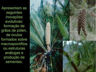 Apresentam as
seguintes
inovações
evolutivas:
formação de
grãos de pólen,
de óvulos
formados sobre
macrosporófilos
ou estruturas
análogas e
produção de
sementes.
 