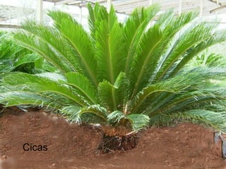 Cicas
 