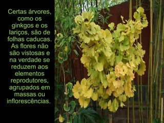 Certas árvores,
como os
ginkgos e os
lariços, são de
folhas caducas.
As flores não
são vistosas e
na verdade se
reduzem aos
elementos
reprodutores,
agrupados em
massas ou
inflorescências.
 