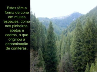 Estas têm a
forma de cone
em muitas
espécies, como
nos pinheiros,
abetos e
cedros, o que
originou a
denominação
de coníferas.
 
