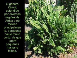 O gênero
Zamia,
estendido
por diversas
regiões da
África e no
México
principalmen
te, apresenta
caule muito
curto, de que
saem
pequenas
hastes e
folhas.
Zamia
 