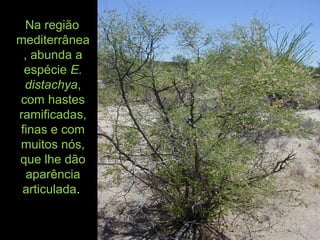 Na região
mediterrânea
, abunda a
espécie E.
distachya,
com hastes
ramificadas,
finas e com
muitos nós,
que lhe dão
aparência
articulada.
 
