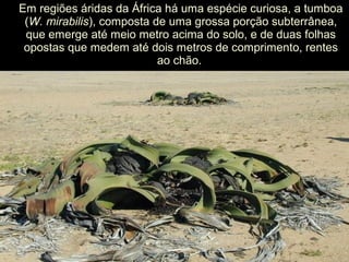 Em regiões áridas da África há uma espécie curiosa, a tumboa
(W. mirabilis), composta de uma grossa porção subterrânea,
que emerge até meio metro acima do solo, e de duas folhas
opostas que medem até dois metros de comprimento, rentes
ao chão.
 