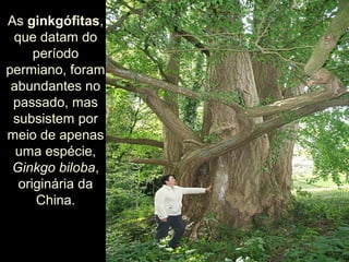 As ginkgófitas,
que datam do
período
permiano, foram
abundantes no
passado, mas
subsistem por
meio de apenas
uma espécie,
Ginkgo biloba,
originária da
China.
 
